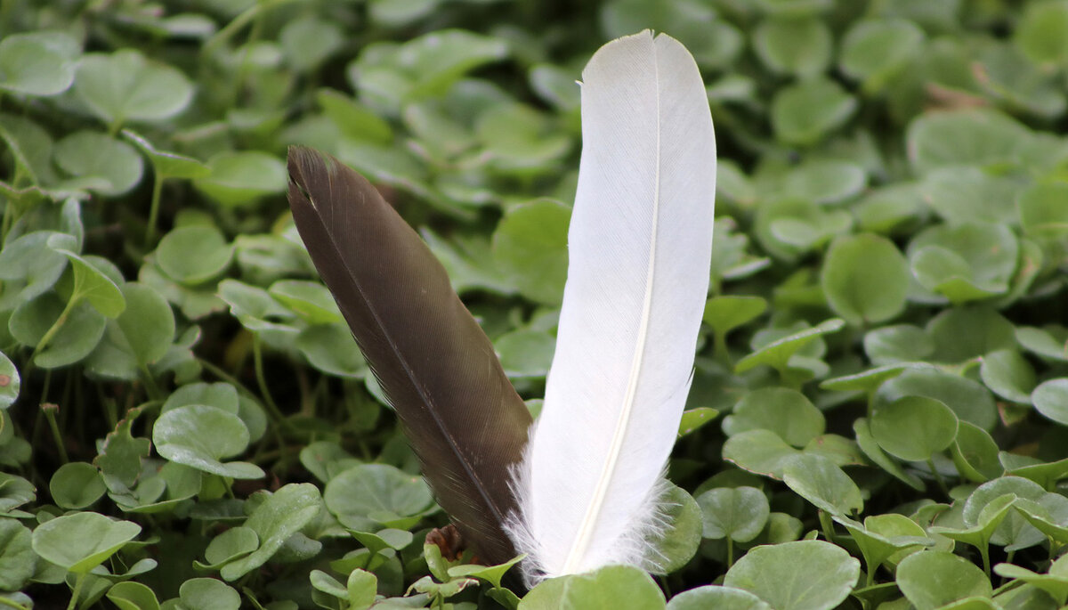 Перья птиц. Источник фото: pixabay.com