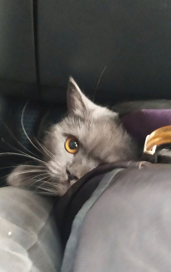 Милиса перед операцией. Больше фоток нет. 