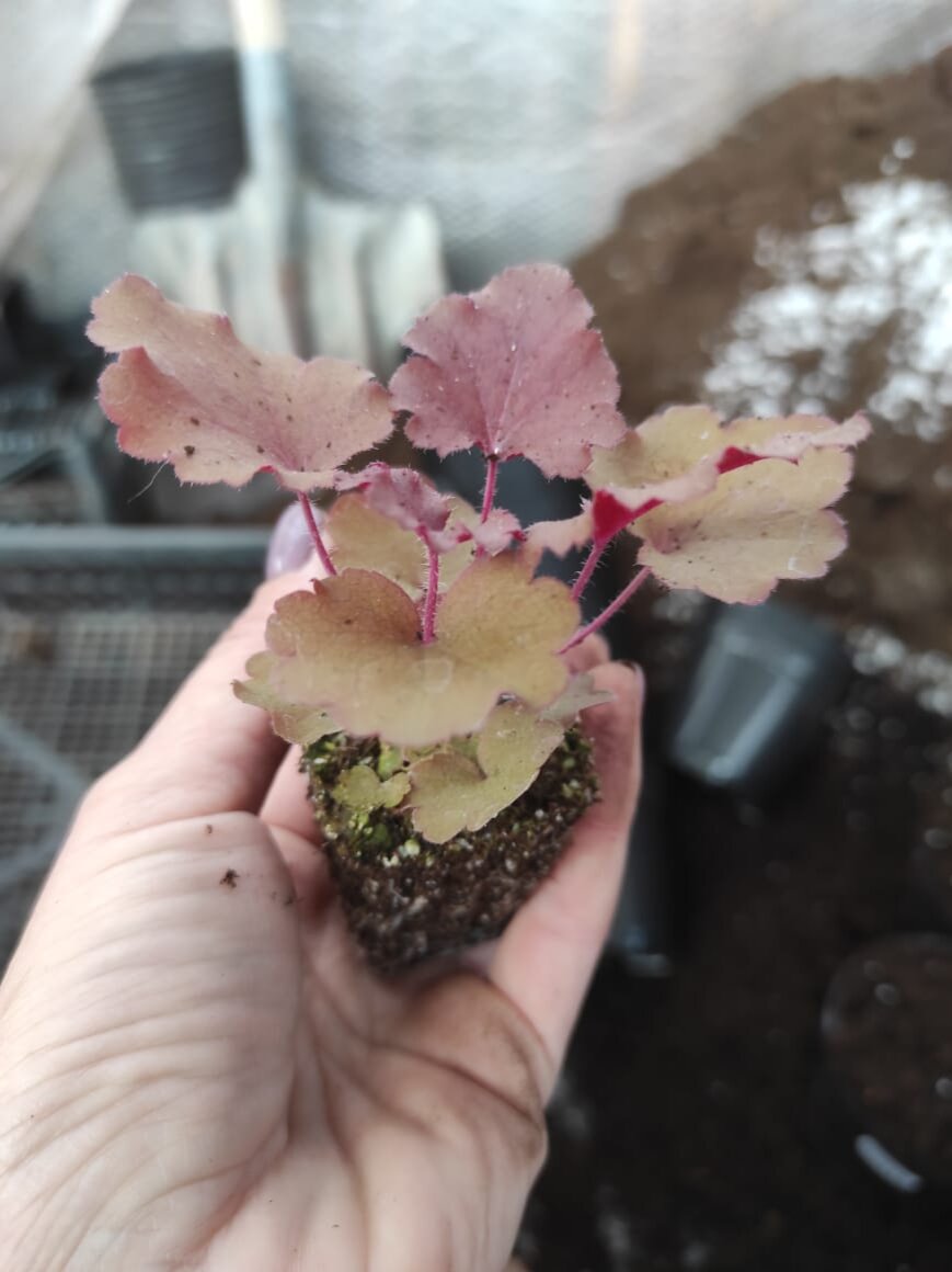 Питомник "Чистые пруды" г. Орел. Гейхера, весна 2021