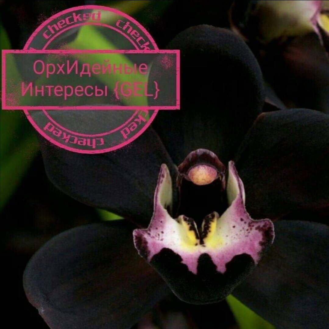 Орхидейные интересы {Gel} 