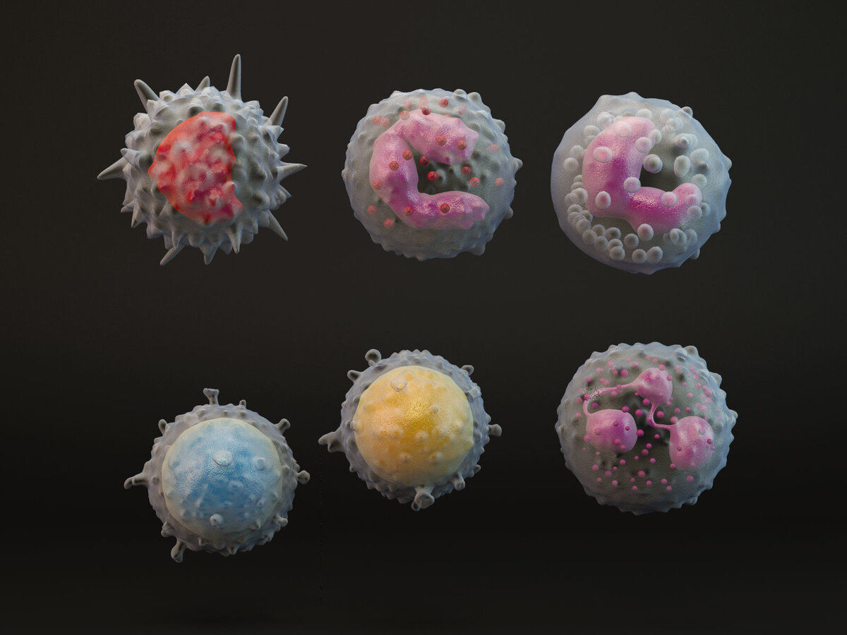 Различные типы лимфоцитов