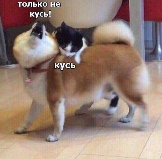 Мем с животными