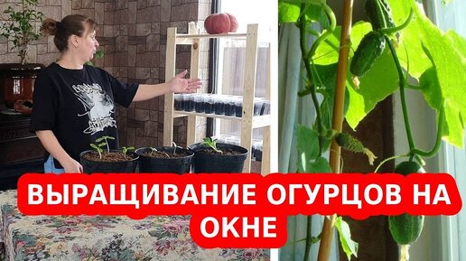 Огурцы на подоконнике - огород на окне зимой