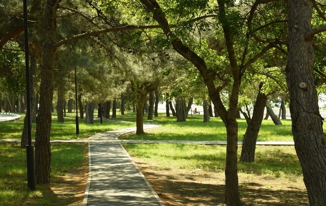 Сосновые аллеи, фото из интернета