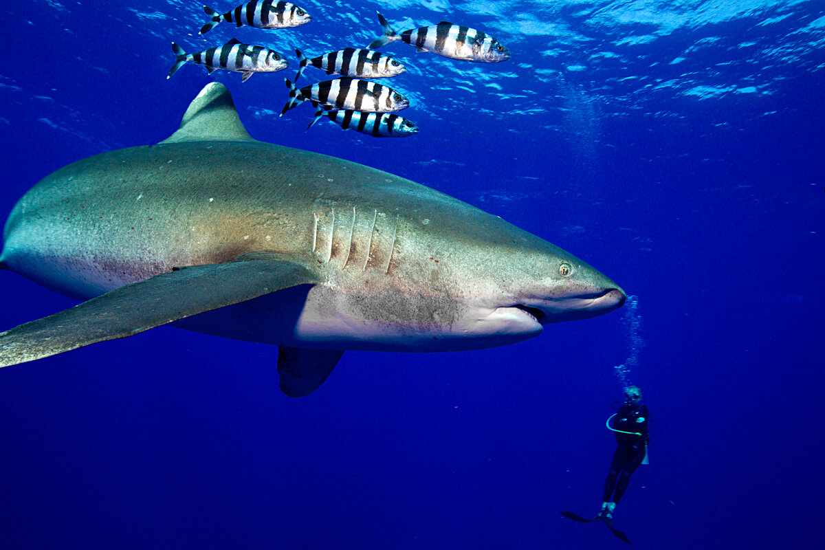 Carcharhinus longimanus (Poey, )