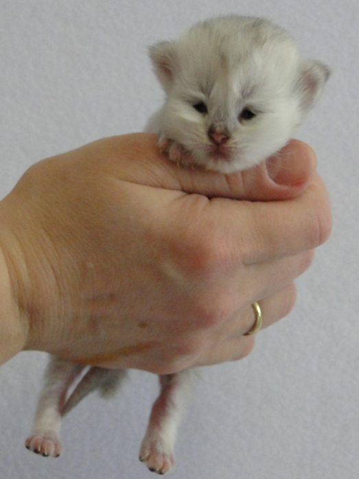 2-х недельный котенок. Открываются глазки