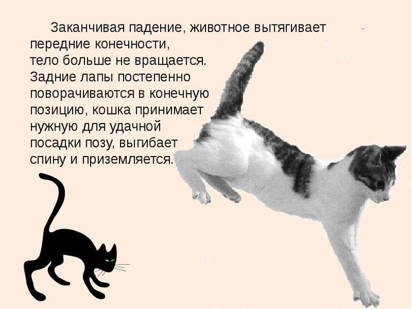 Кот шатается при ходьбе. Коты всегда приземляются на лапы. кот приземляется на передние лапы. кошки всегда падают на лапы. почему кошки приземляются на лапы.