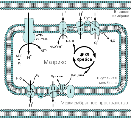 Сложная схема изображающая реакции в окислительном фосфорилирование. 