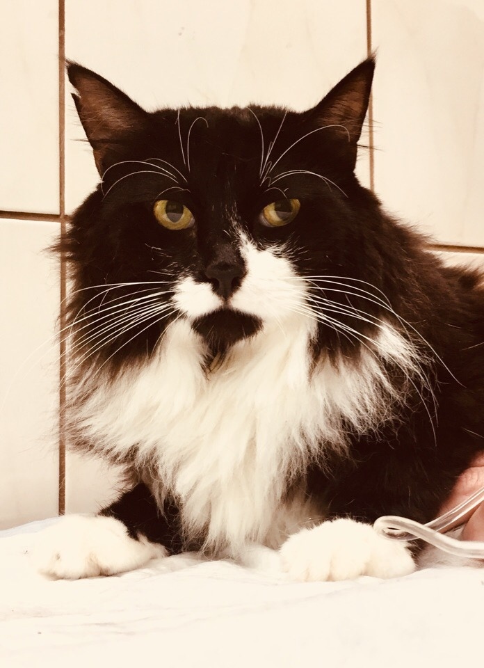 Гарик капается в ветклинике