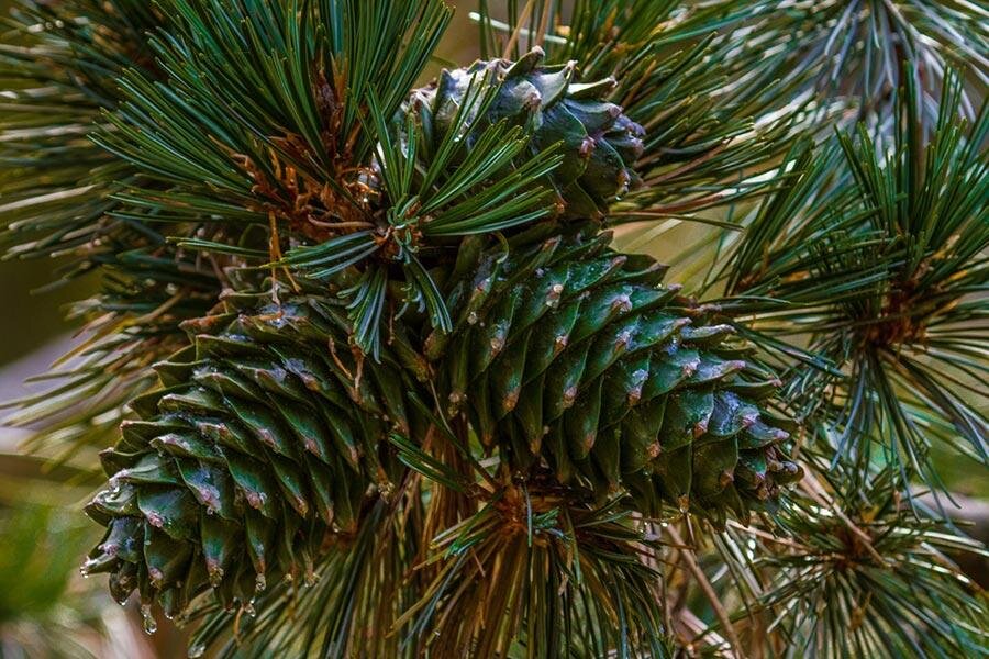 Фото кедровых шишек на дальнем востоке