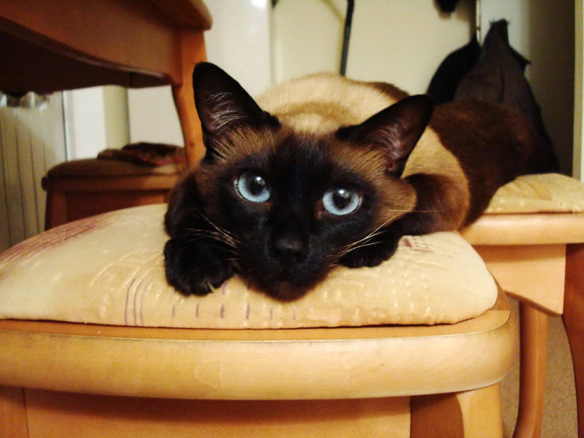 Домашняя сиамская кошка. Сиамская кошка. Тайская кошка черная. Старотипная Сиамская. Сиамская порода черная.