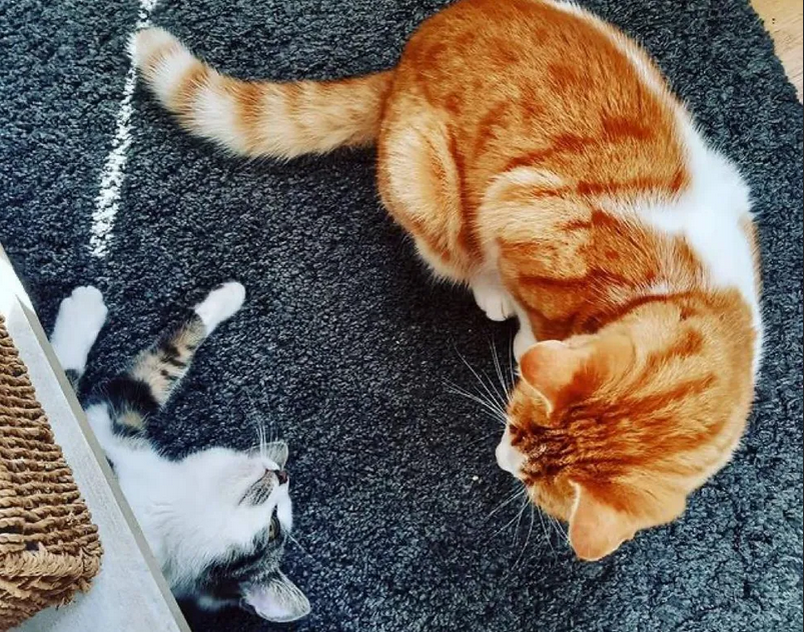 Кот пригласил бездомного котенка к себе домой и вырастил его самым ...