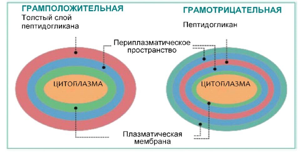 На данной фотографии представлено строение грамположительных и грамотрицательных бактерий