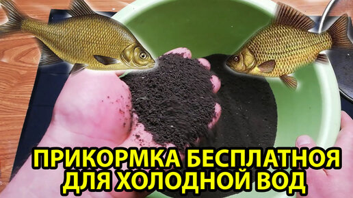 Чем кормить по холодной воде?