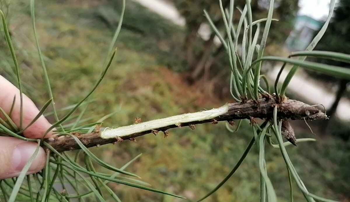Срез на подвое для прививки сосны в половину диаметра до сердцевинки. Фото автора.