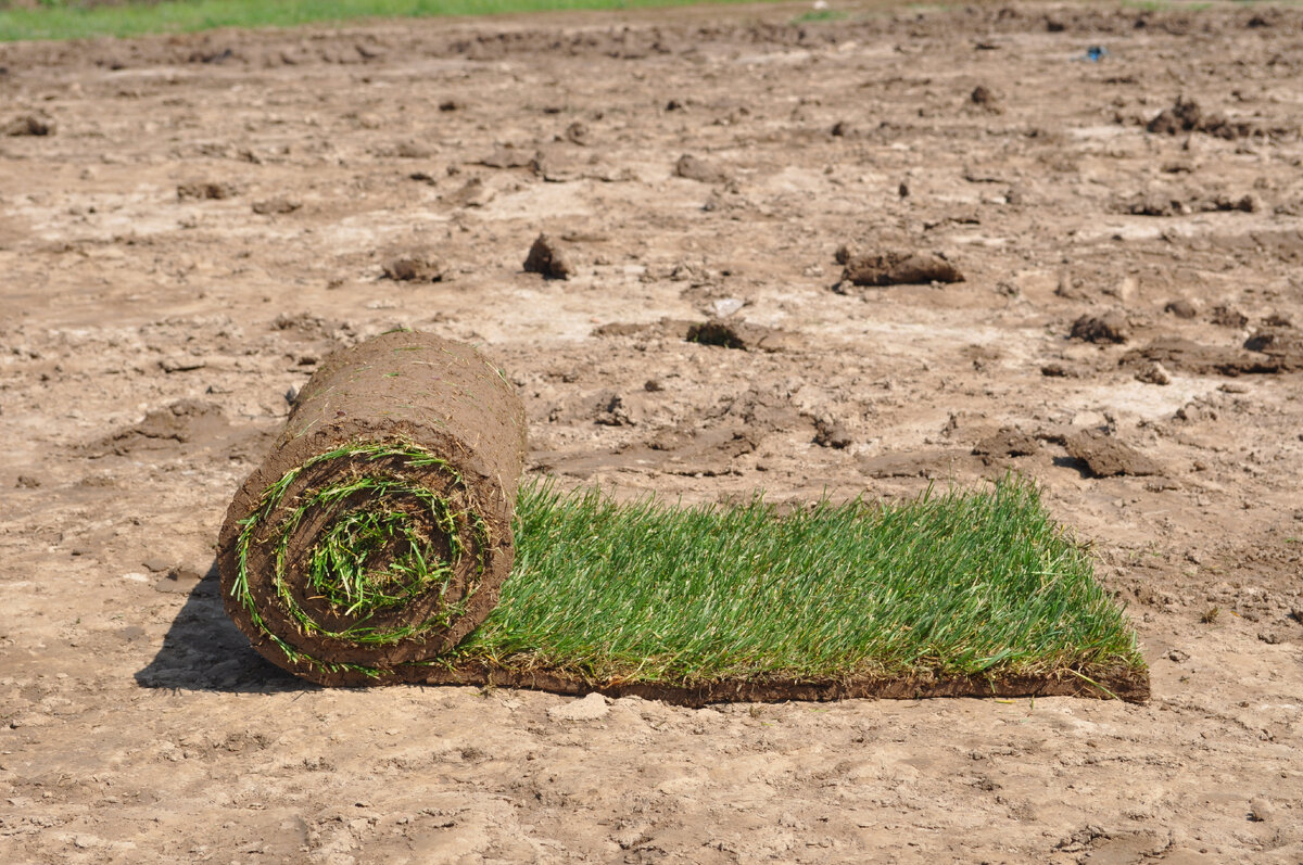 Стандартные рулоны, по сути, универсальный формат для озеленения загородного участка.
