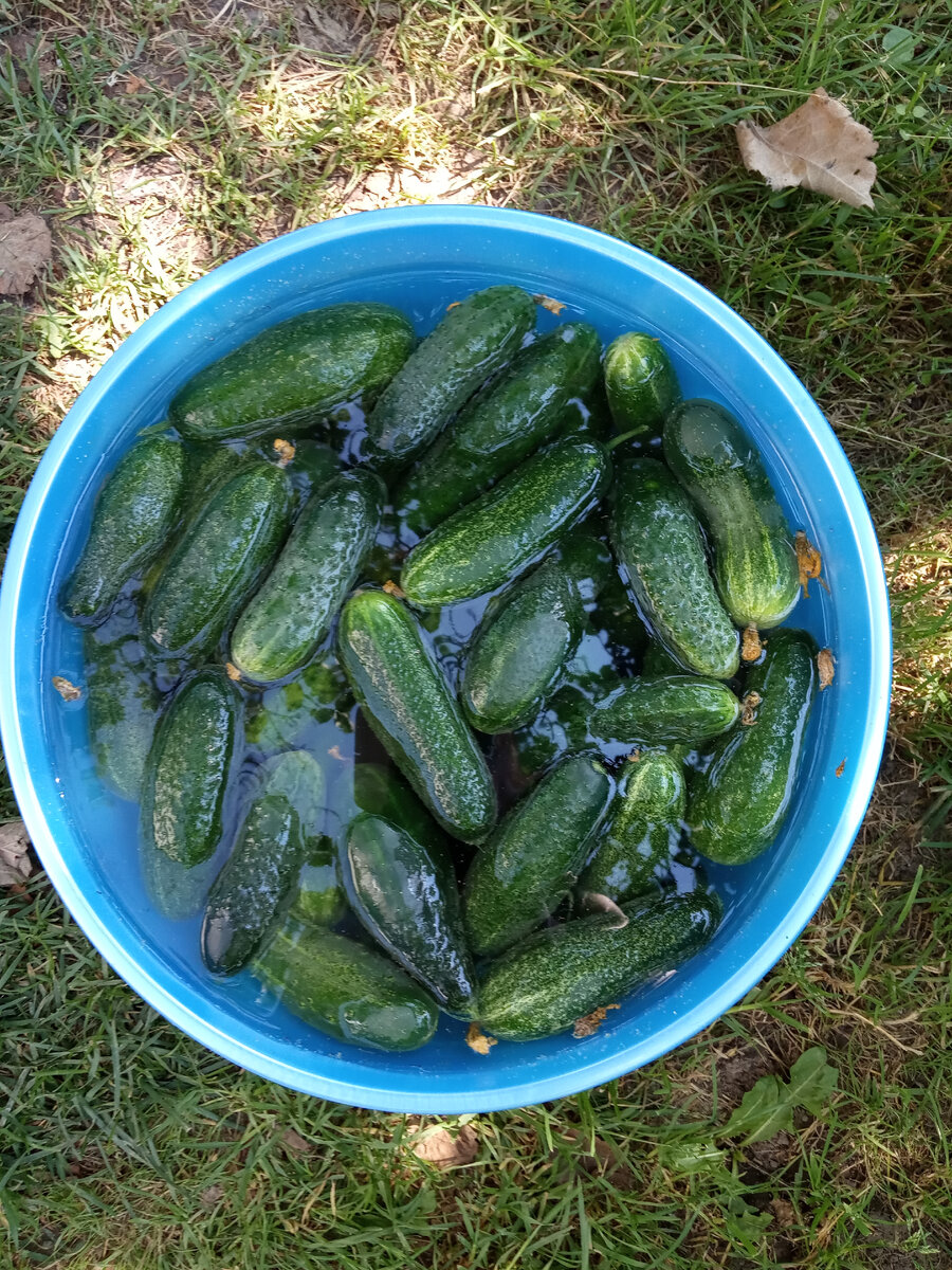 Сколько замачивать огурцы в воде перед засолкой. Как готовить огурцы. Огурцы в тазике. Огурцы замочены на засолку. Огурцы замочены на засолку.