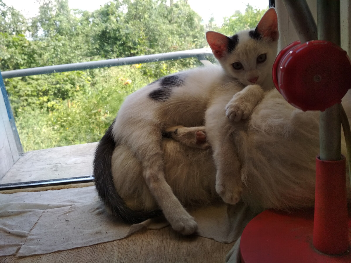 Беляшик - сама нежность