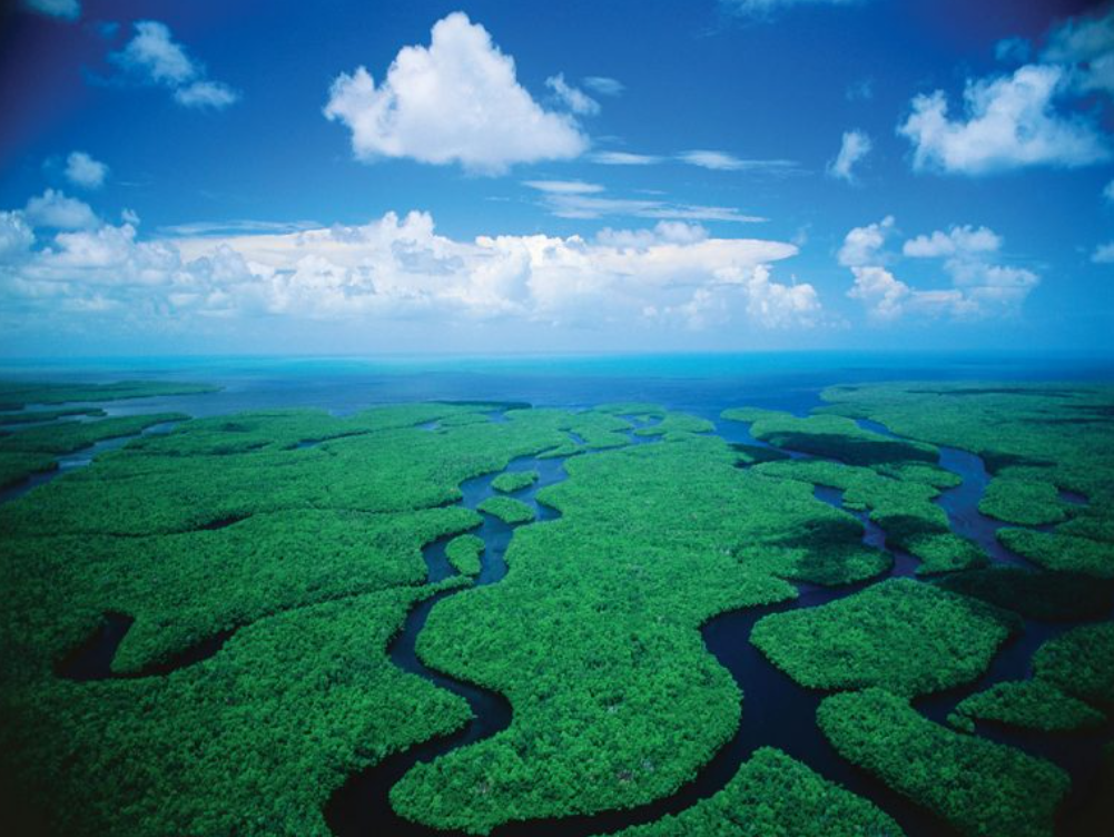 Болотистые места 4 буквы. Водно болотистые угодья. Болото муклесаз. Болотные биогеоценозы. Болотистые места 4 буквы.