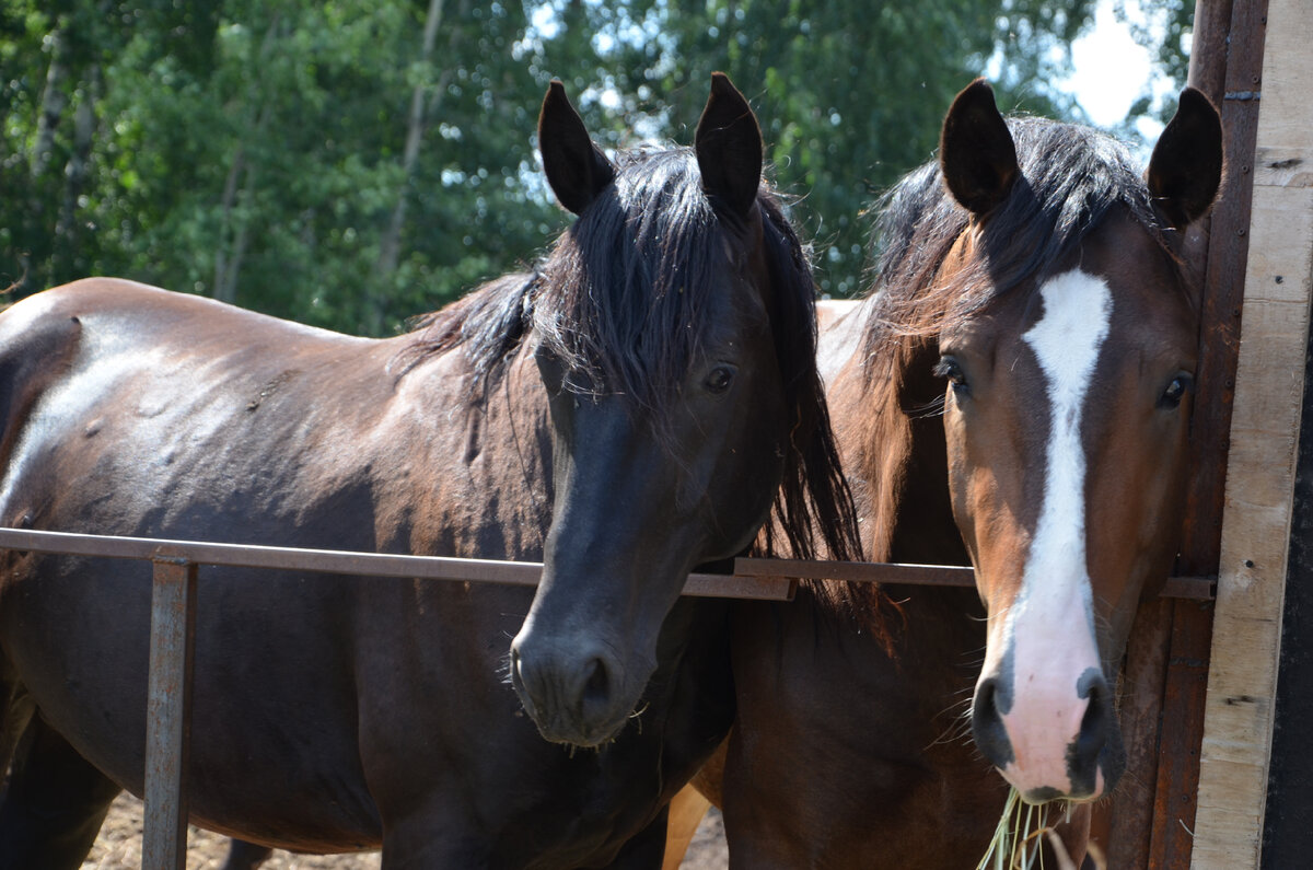 Лошадки на миниферме. Фото автора