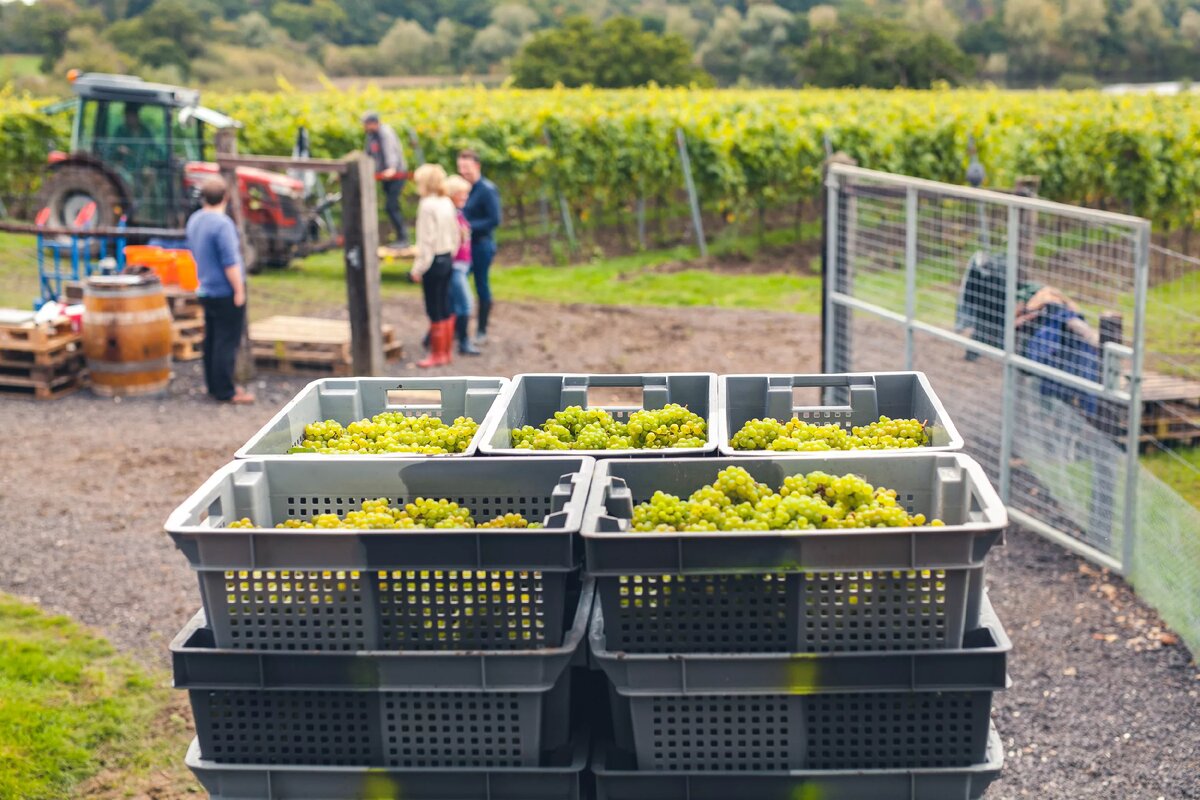Сбор урожая в хозяйстве Windsor Great Park Vineyard's 
