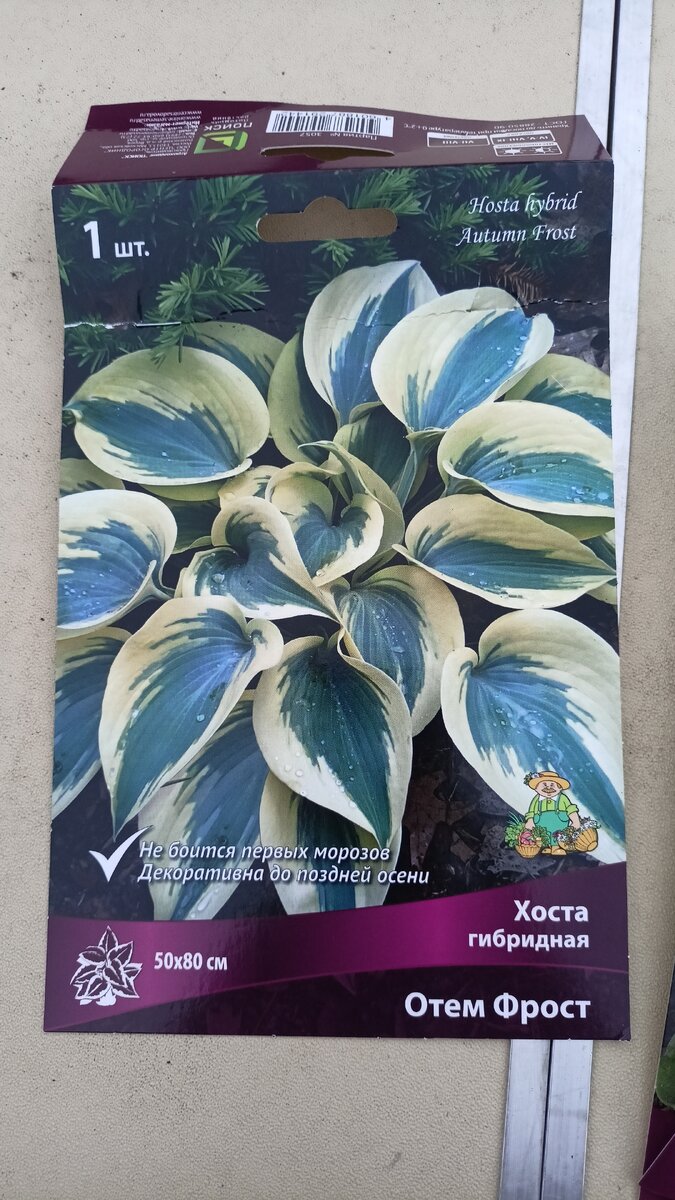 Хоста 1