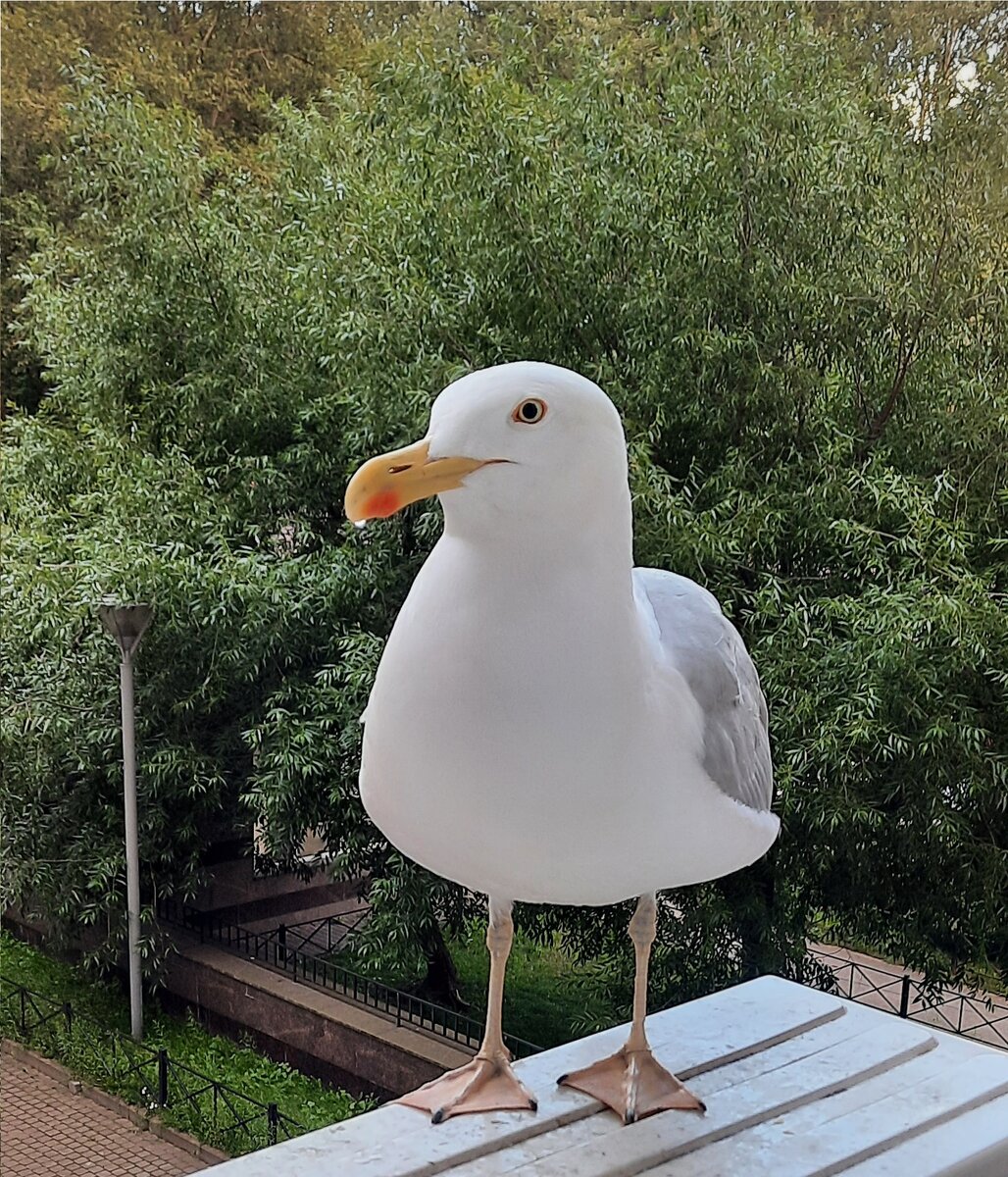 Это мой первенец =) Джонатан