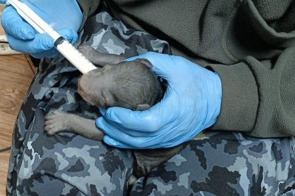     Мать бросила медвежат в Приморье. Фото: МРОО «Центр «Тигр»», Министерство лесного и охотничьего хозяйства Приморья.