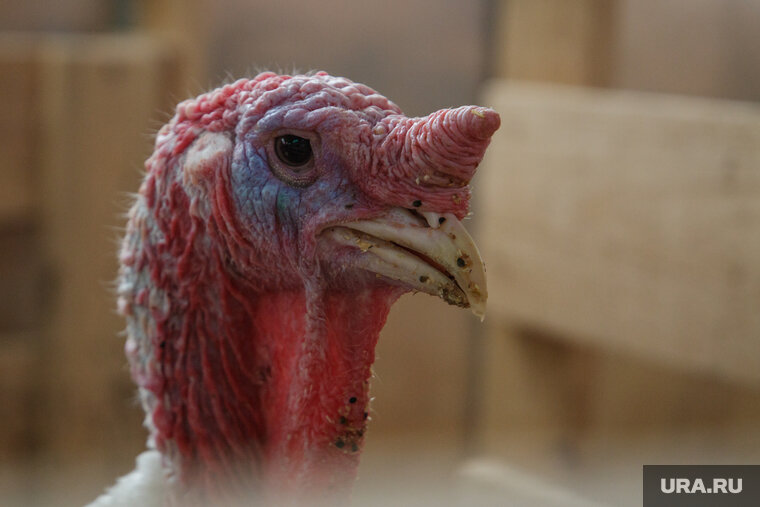    Мощность предприятия планируют довести до 12 млн яиц в год