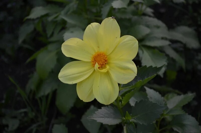 Эффектное цветение георгинов.