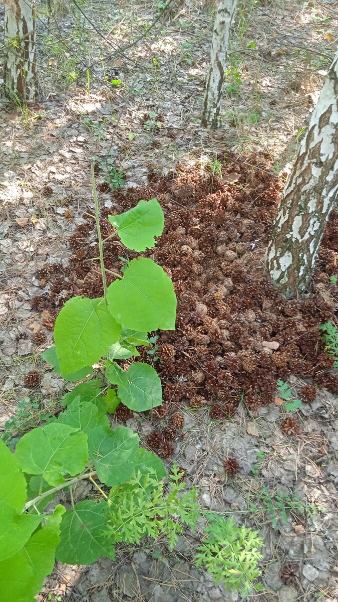 Гора шишек почему-то под берёзой. Глухари что ли их сгребали?