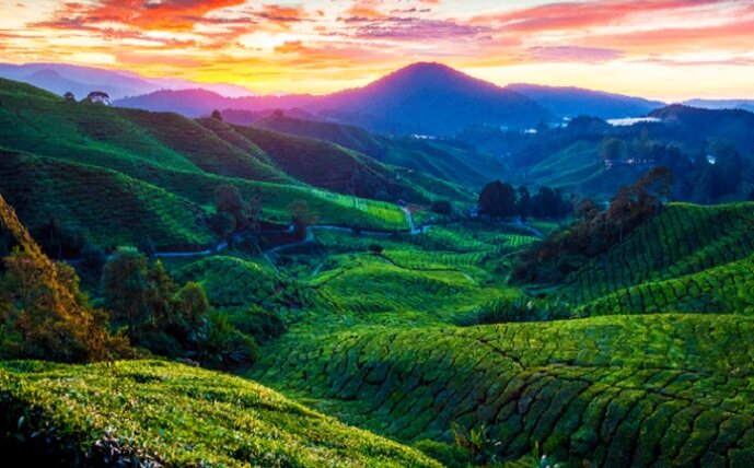 Малайзия - нагорье Кэмерон. (blog.ostrovok.ru)