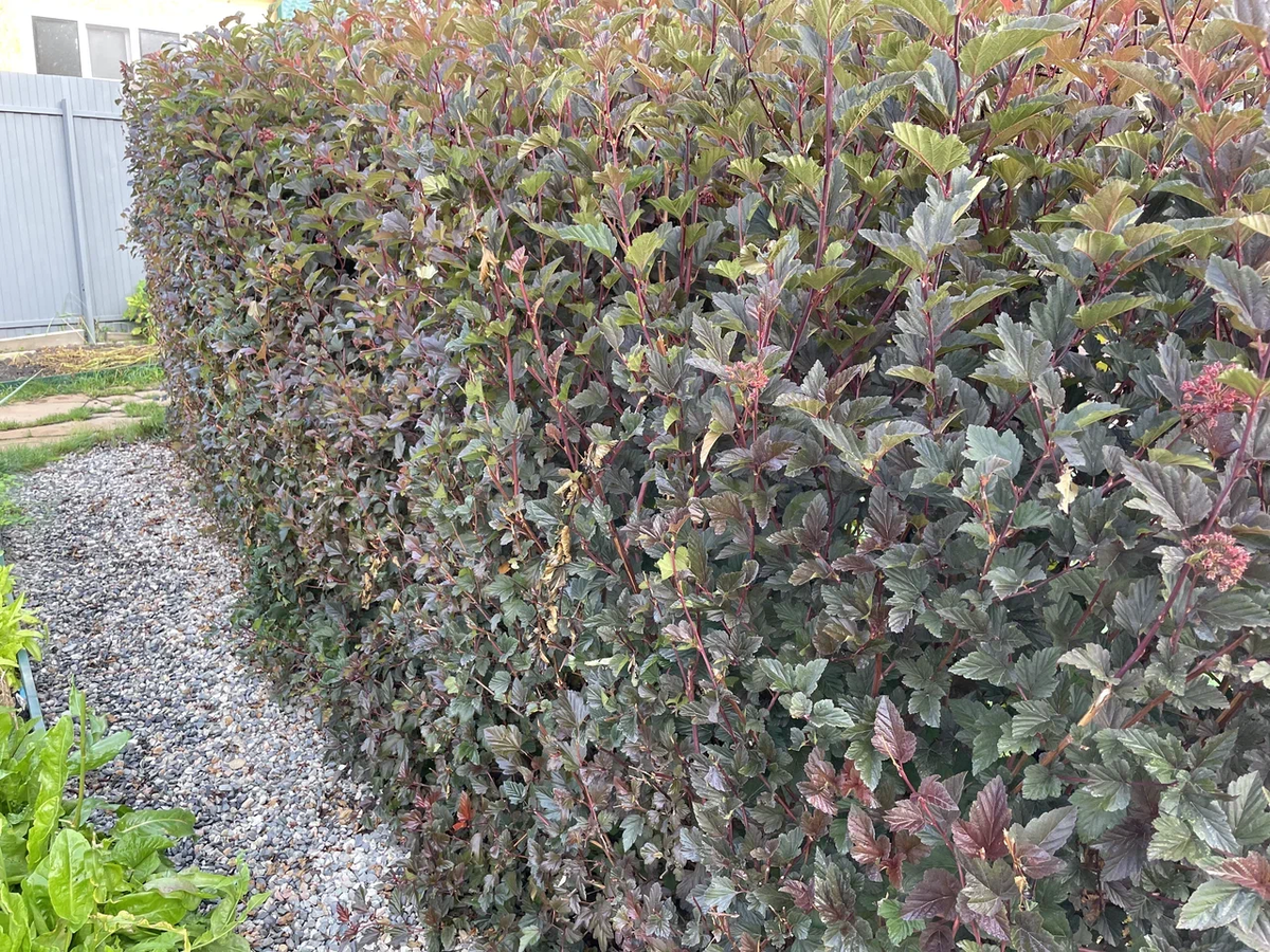 Изгороди 4 сезона. 