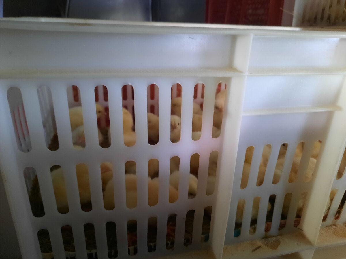 Нормативная высота ящика