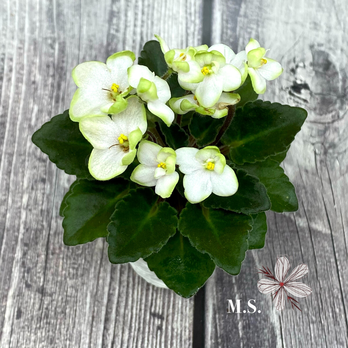 Cloud Puff (H. Pittman).