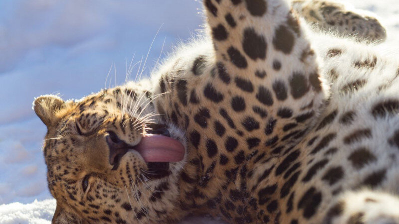     Коты и кошки барнаульского зоопарка Барнаульский зоопарк "Лесная сказка"