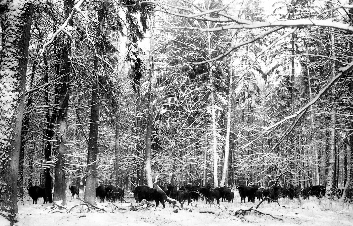 Зубры в Беловежской пуще