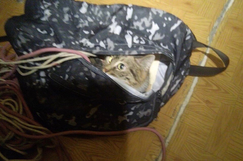     Кошка находилась на глубине 4 метров. Фото: ЗооСпас Екатеринбург