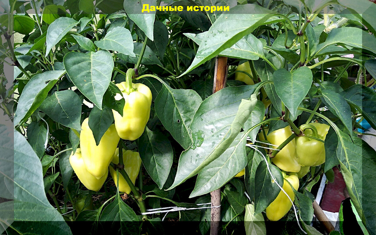 https://vk.com/photo-159774511_457259266. «Здоровье»