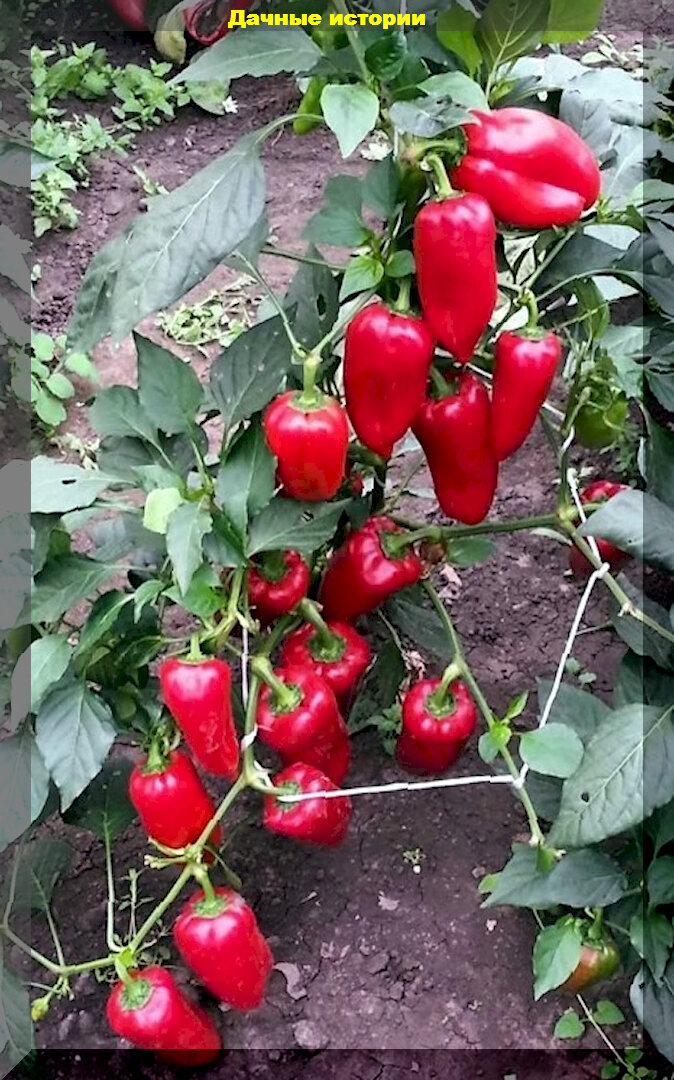 https://vk.com/photo-159774511_457259267. «Сокровище»