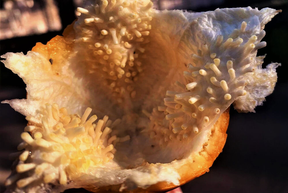 кожура Гранадиллы