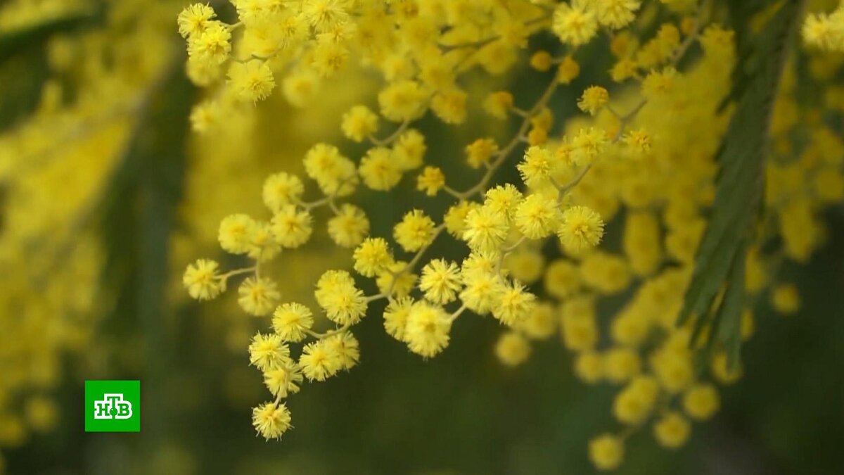    В преддверии 8 Марта в Россию из Абхазии доставили более 100 тонн цветов