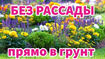 ЭТИ ЦВЕТЫ МОЖНО СЕЯТЬ СРАЗУ В ГРУНТ. Однолетники без рассады, цветущие все лето