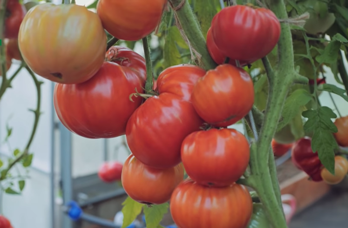 Чем отличаются сортовые томаты от гибридов? Что лучше выбрать длявыращивания