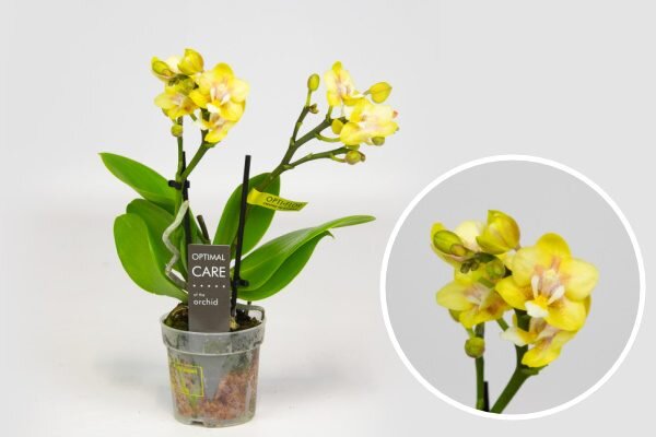 Светло Желтые Орхидеи С Фиолетовым Вен Стоковые Фотографии | FreeImages