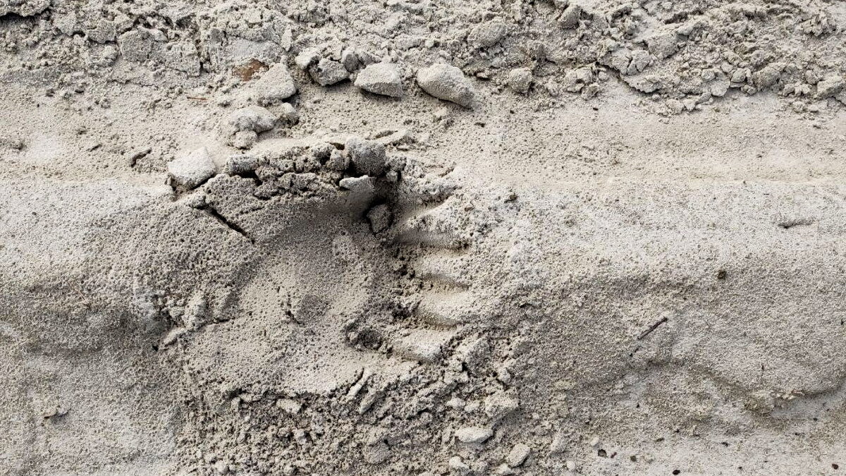    Нейросеть предупредит югорчан о медведях