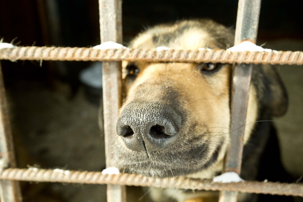    В Нягани прохожие отбили от бродячих собак инвалида