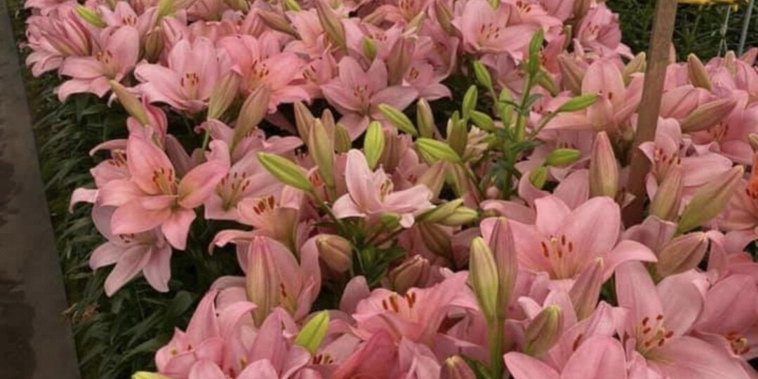 Многоцветковые морозостойкие лилии