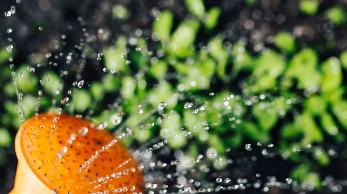 Садоводы и огородники могут сажать семена помидоров, сладкого перца или капусты. Фото: www.piqsels.com