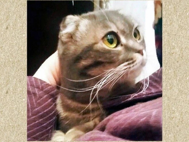 Кошка держалась обособленно. Подвальные бездомыши её не пиринмали.